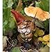 Top Collection Miniature Fairy Garden and Terrarium Garden Gnome Using Mushroom Umbrella