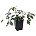 Mimosa pudica, Fairy Sensitive Plant incl. Heat Pack