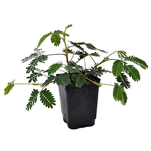Mimosa pudica, Fairy Sensitive Plant Mimosa pudica, Fairy Sensitive Plant