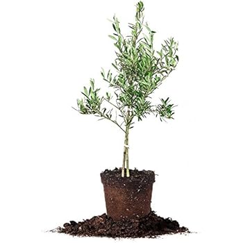 Amazon.com : Silver Dollar Eucalyptus Tree - Size: 4-5 ft, live plant, includes special blend 