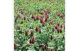 David's Garden Seeds Cover Crop Clover Crimson ZD9823 (Red) Non-GMO, Heirloom One Pound Package