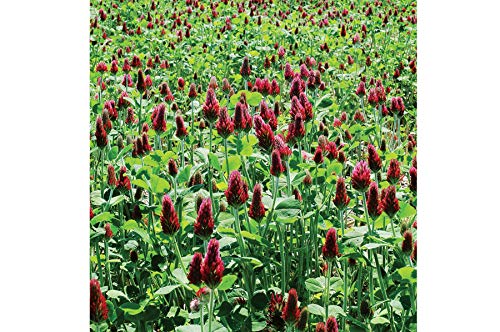 David's Garden Seeds Cover Crop Clover Crimson ZD9823 (Red) Non-GMO, Heirloom One Pound Package David's Garden Seeds Cover Crop Clover Crimson ZD9823 (Red) Non-GMO, Heirloom One Pound Package