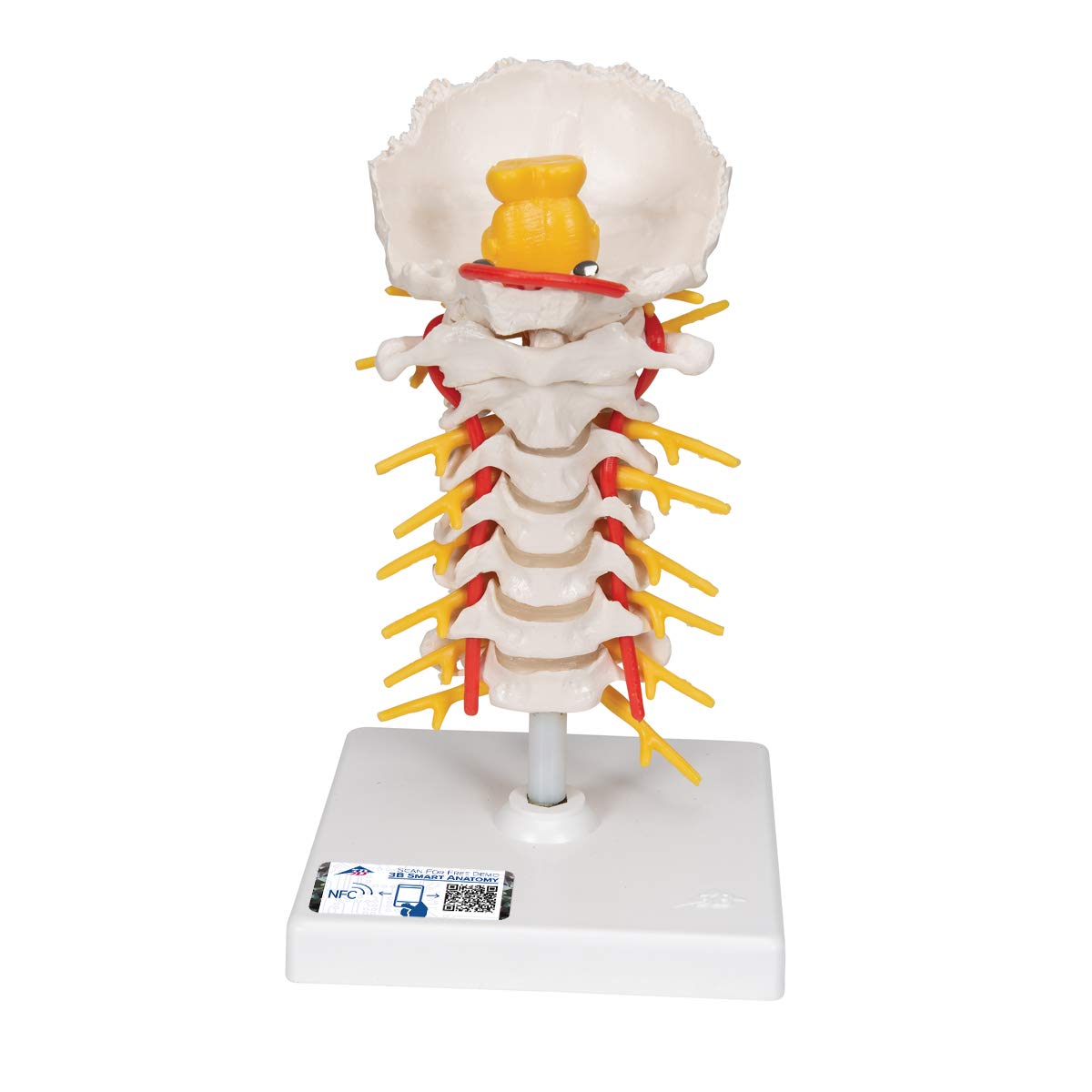 3B Scientific Cervical Spinal Column + free anatomy software - 3B Smart Anatomy