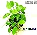 Mainam Anubias Nana Golden Rhizome Live Aquarium Plants Decorations