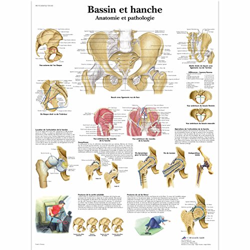3B Scientific – Laminated Breastfeeding Chart – UV & Dust-Protected Anatomy Poster for Study, Teaching & Clinics