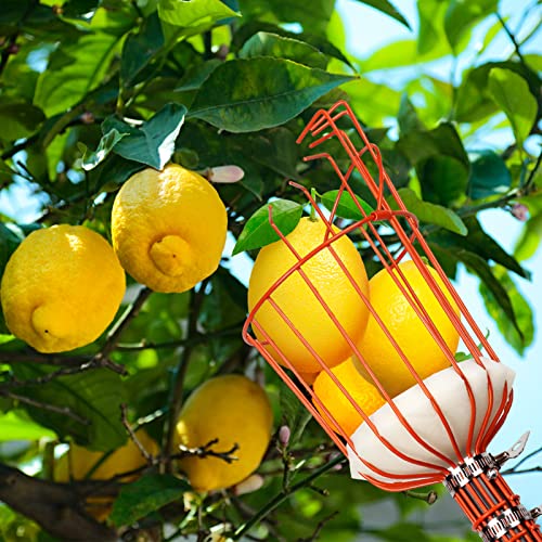 Walensee 13FT Fruit Picker Pole with Basket, 35-158 Inch Adjustable Mango Picker Tool, Stainless Steel Telescoping Cherry Picker for Tree, Apple Pear Lemon Orange Avocado Picking