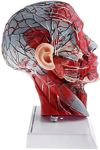 Amazon Co Jp 人間の頭蓋骨pvc血液血管の筋肉と神経節脳解剖モデル ホーム キッチン