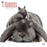 Rabbits 2016 Wall Calendar