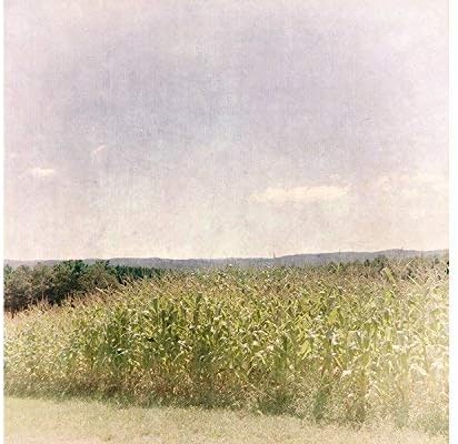 Cornfield Rural Landscape Photography