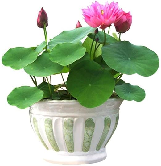 Amazon Com C Pioneer 40pcs Beautiful Lotus Flower Seeds Bowl Water Lily Seed Home Garden Plant Decor Garden Outdoor