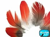 6 Pieces - RED African Grey Parrot Body Plumage Feathers - Rare-
