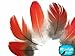 6 Pieces - RED African Grey Parrot Body Plumage Feathers - rare-