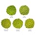 Tea Forte Organic Matcha Green Tea Sampler, Stone Ground Culinary Grade Green Tea Matcha