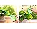 Mkono 2pcs Self Watering Aqua Globes Small Plant Automatic Watering Bulbs Ball