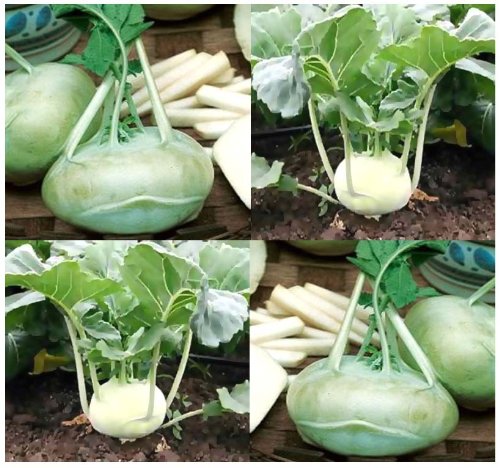 100 Early White Vienna Kohlrabi Seeds Creamy White Flesh Size of an Apple Tender