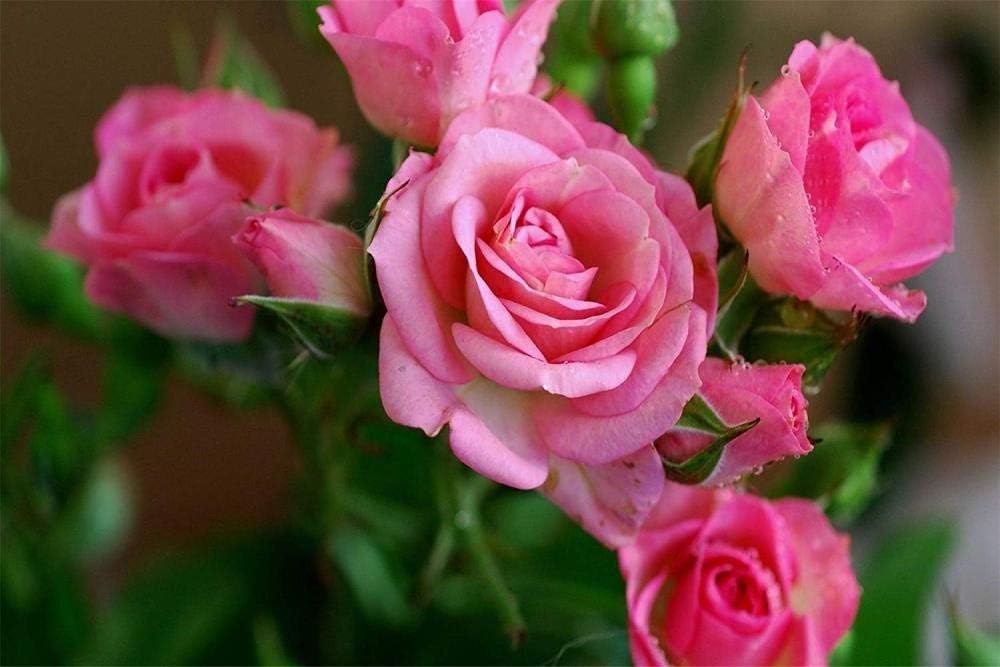 OfinaBiz New Adult Jigsaw Puzzle 500 Piece Wooden Puzzle Pink Roses Branch Very Good Educational Game