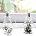 Mkono 3 Pack Light Bulb Terrariums with Strings Hanging Glass Vase Indoor Air Plant Holder Home Decor for Airplants, Succulent, or Small Plants