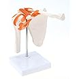RONTEN Medical Shoulder Anatomy Model with Functional Ligaments, Life Size Anatomical Human Shoulder Joint Model for Science Class Medical Teaching Display Model (Includes a Base)