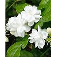 100+ Climbing Jasmine Flower Seeds for Planting-Non-GMO Jasmine Gardenia Plant Fragrant Flower Garden Home