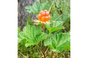 Portal Cool 10 Cloudberry Bake Apple Berry Rubus Chamaemorus Fruit Seeds Combined