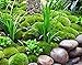 Moss Slurry Mixture for Adding Mosses to the Garden - Just Add Water or Beer!