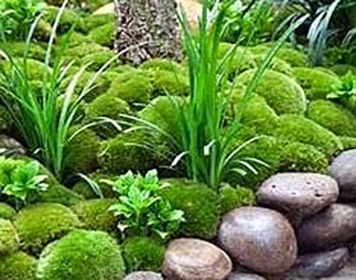 Moss slurry mixture for adding mosses to the garden - j…