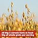 General Mills Cereals Chex Honey Nut Gluten Free Granola Mix Pouch, 11 Ounce