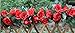 LNHOMY Lannu 2PCS 15 FT Artificial Rose Vine Garland Flowers Fake Flower Plants for Wedding Home Garden Party Hotel Decor, (Red)