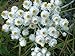 200 PEARLY EVERLASTING (Rabbit Tobacco) Anaphalis Margaritacea Flower Seeds