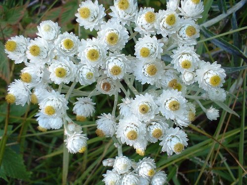 200 PEARLY EVERLASTING (Rabbit Tobacco) Anaphalis Margaritacea Flower Seeds 200 PEARLY EVERLASTING (Rabbit Tobacco) Anaphalis Margaritacea Flower Seeds