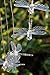 Lainin Solar Powered Wind Spinner Color Changing Wind Chime Lamp Mobile For Home Outdoor Decoration (Dragonfly)