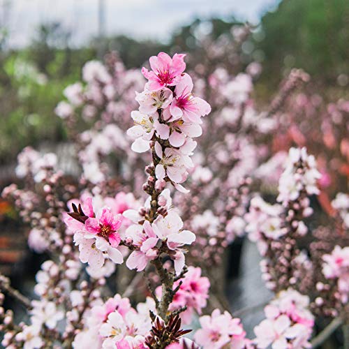 Bonfire Patio Peach Tree 4 ft. Tall Unique Foliage Brightly