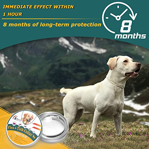 Collar-antipulgas-para-Perros-Collar-antipulgas-de-Seguridad-Natural-para-Perros-Collar-antipulgas-Ajustable-Collar-Impermeable-contra-pulgas-para-Perros-proteccion-de-8-Meses-Talla-unica