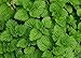 Peppermint Seeds (200 seeds) organic Mentha balsamea tea