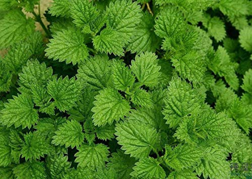 Peppermint Seeds (200 seeds) organic Mentha balsamea tea