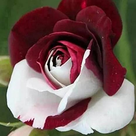 Amazon 100pcsバッグ珍しい混合色のバラ種子虹バラ種子盆栽花の種黒バラのバルコニープラント供給赤白2 花