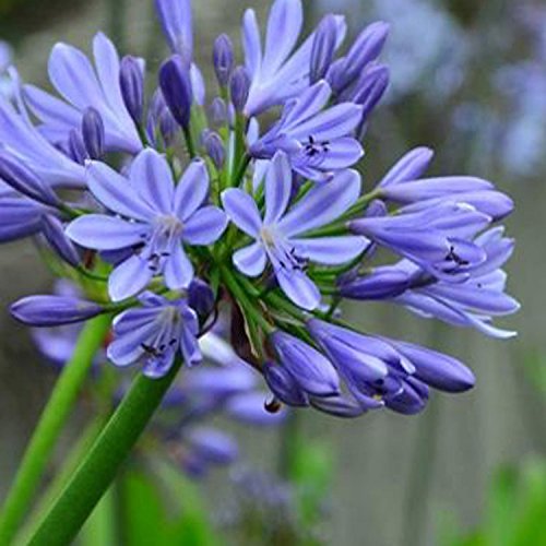 Agapanthus 'Blue Umbrella' 15cm Pot Size