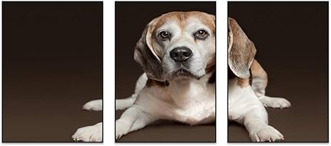 Amazon 35 50センチメートル 3 黒 アルミ合金フレーム装飾画 ビーグル 犬 休息 正面図 アートパネル 壁掛け絵画 インテリアアート 現代 壁飾り 部屋飾り 壁ポスター 絵画 客間レストラン 玄関 壁掛け 壁画の壁面装飾 ウォールステッカー オンライン通販