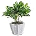 MyGift Abstract Design White Ceramic Succulent Plant Container/Cactus Flower Planter Pot with Attached Saucer