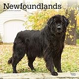 Newfoundlands 2020 12 x 12 Inch Monthly Square Wall Calendar, Animals Dog Breeds (English, French and Spanish Edition) by 