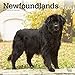 Newfoundlands 2020 12 x 12 Inch Monthly Square Wall Calendar, Animals Dog Breeds (English, French and Spanish Edition) by 