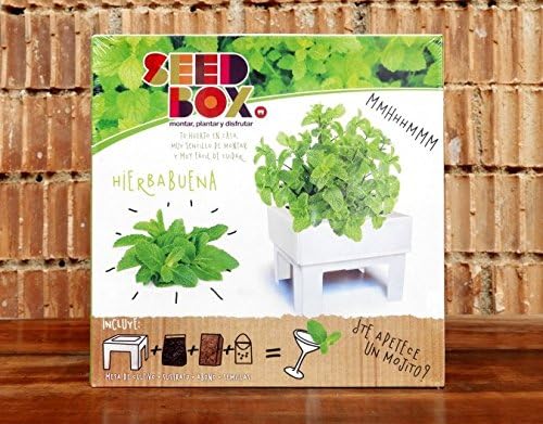 SeedBox SBCUHB-Hierba Buena: Amazon.es: Jardín
