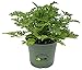 Citronella Mosquito Repellent Live Plant,