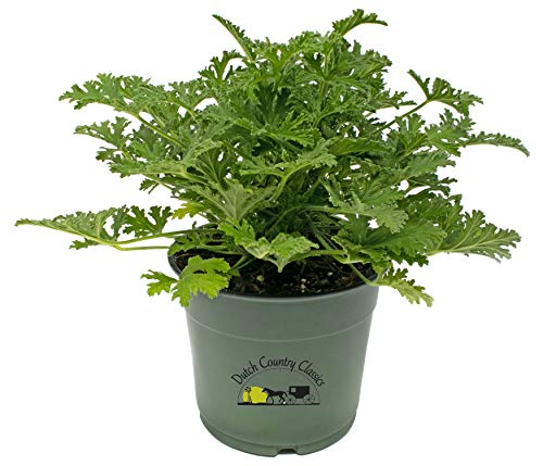 Citronella Mosquito Repellent Live Plant Citronella Mosquito Repellent Live Plant