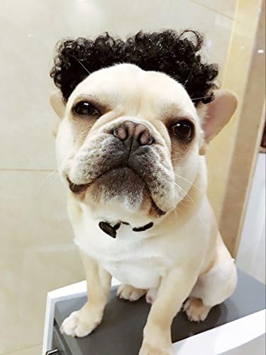 Misula Cute Funny Pet Costume French Bulldog Black Curly Wig Brown Wig Hair (Black)