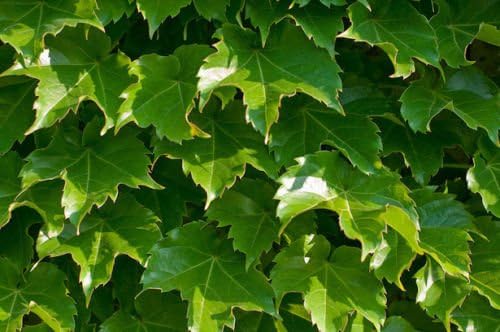 Ivy, Boston Ivy, Climbing Vine Perennial, 28 Seeds!