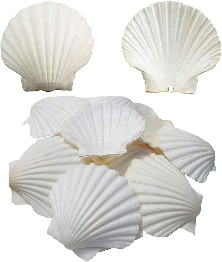 Vase Fillers - SEAJIAYI 6PCS Scallop Shells for Serving Food,Baking Shells Large Natural White Scallops from Sea Beach for DIY Craft Decor 4-5 Inches