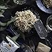 Koyo Reduced Sodium Garlic and Pepper Ramen Made with Organic Noodles 2.1, pepper,garlic, 25.2 Ounce, (Pack of 12)