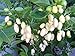 White Habanero Pepper Plant - Two (2) Live Plants - Not Seeds - Each 6"- 9" Tall - In 3" Pots – rates 300,000 + Scoville Units