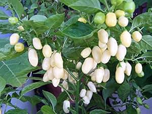 Amazon.com : White Habanero Pepper Plant - Two (2) Live Plants - Not